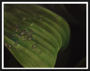 Green Leaf Droplets
SOLD🔴